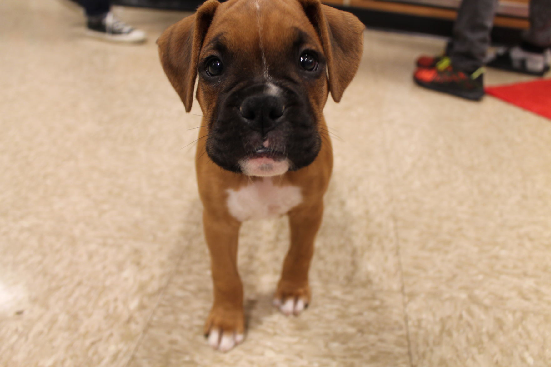 petsmart vet clinic near me