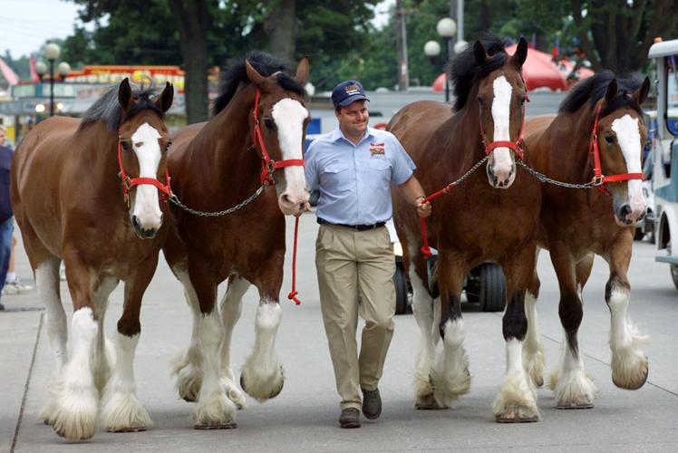 Clydesdale 2