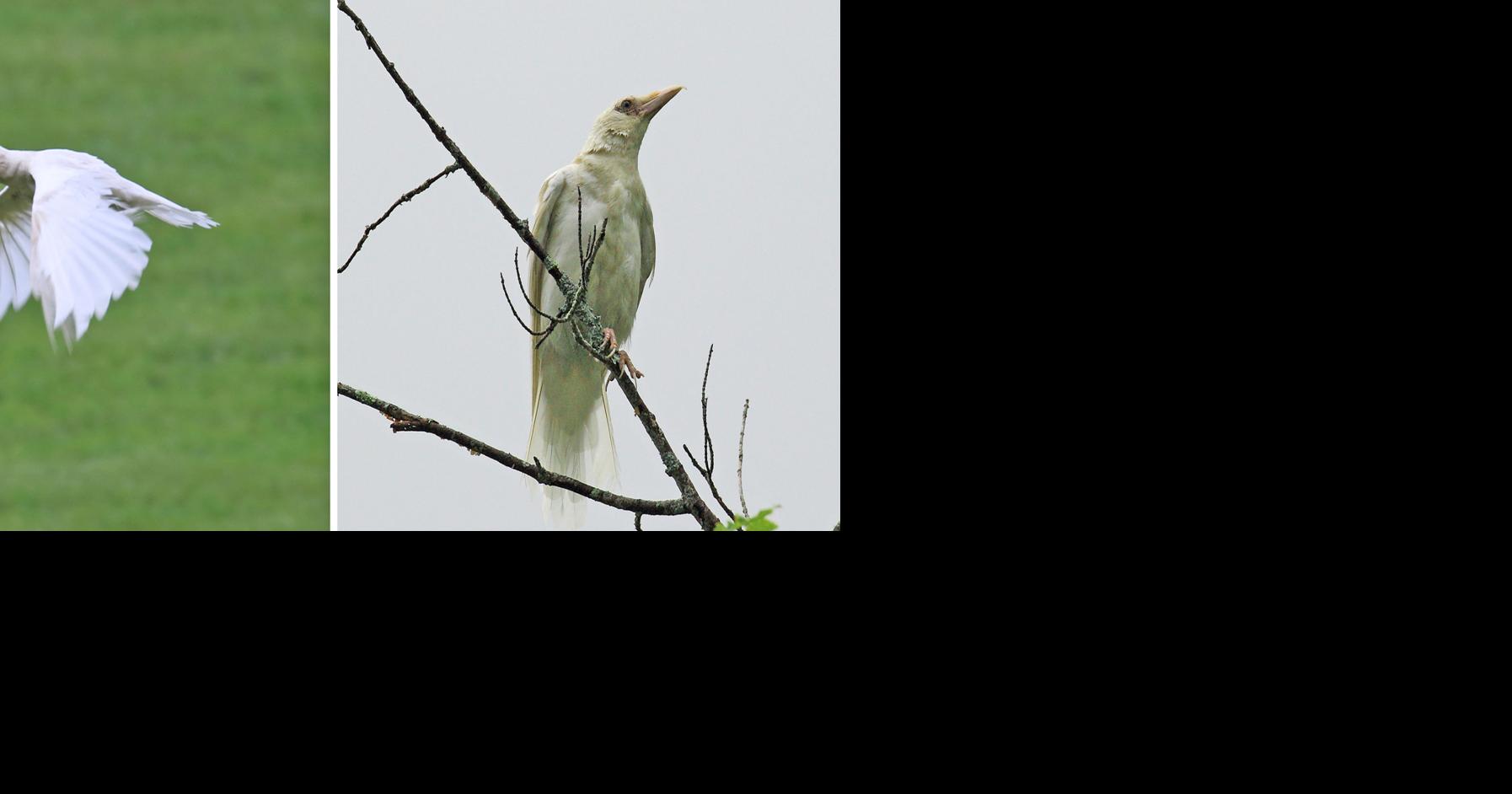 Rare white raven sighted in Banner Elk | Community | averyjournal.com