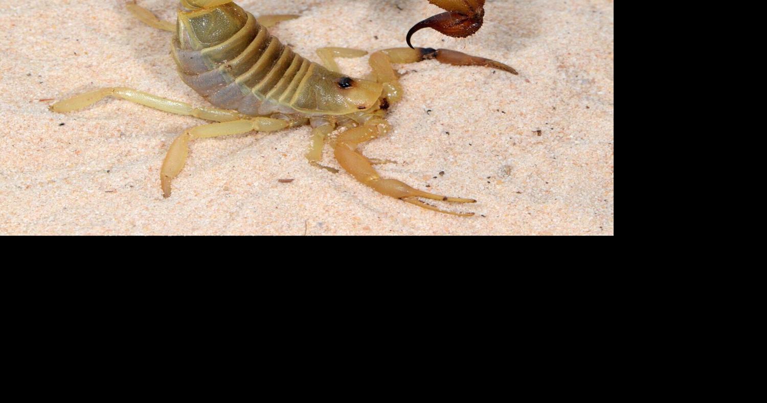 Scientists discover scorpions’ sting fortified with metal