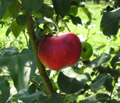 News From The Orchard Avery Averyjournal Com
