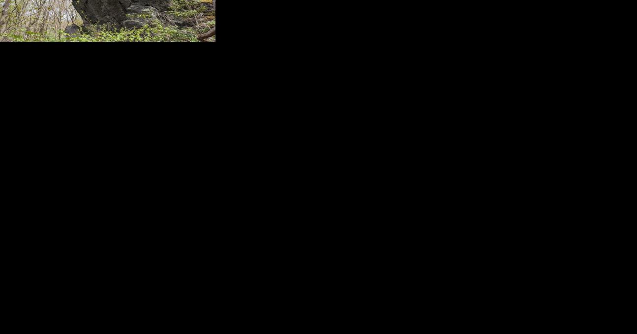 Blue Ridge Conservancy adds exceptional property to Grandfather Mountain State Park - Vimarsana News