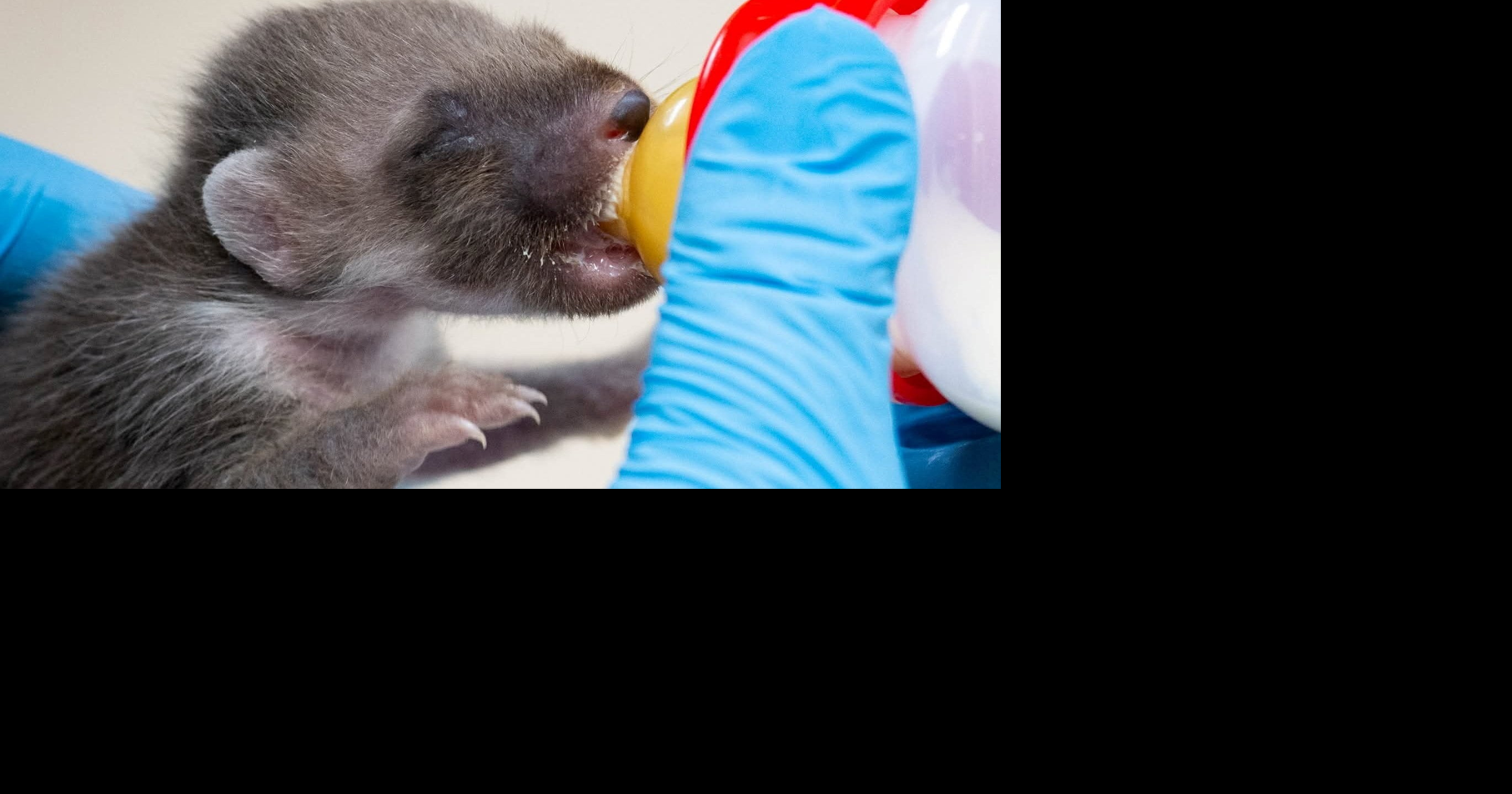 Rare newborn pine marten rescued from trash can