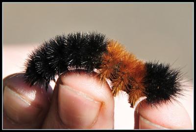 Woolly Worms Take Center Stage Literally At Annual Festival