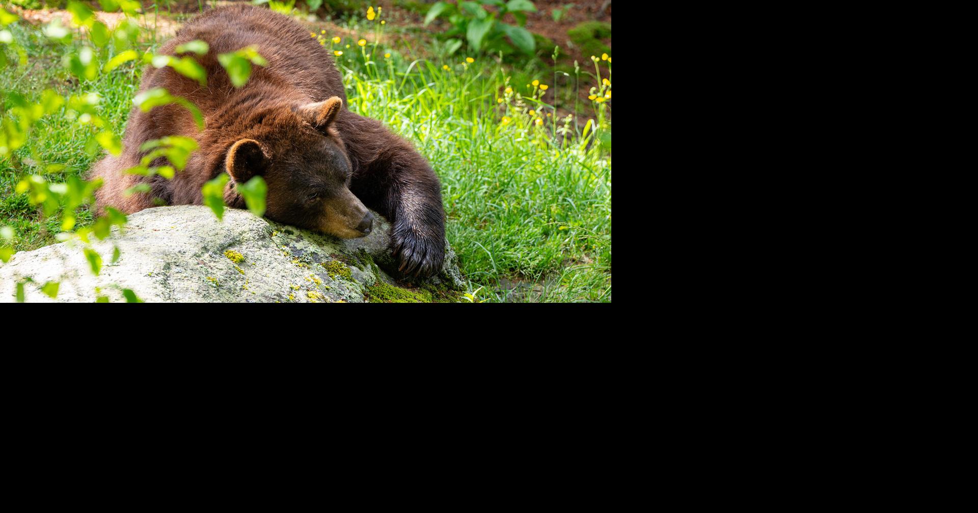 Grandfather Mountain mourns the loss of 27-year-old black bear