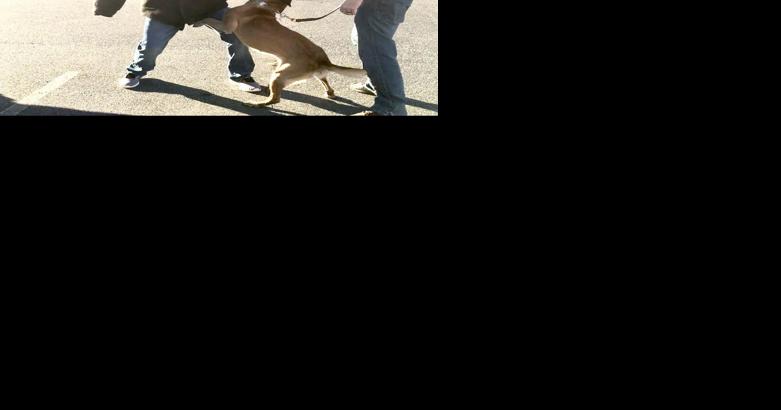 Paws on patrol: Avery K-9 units loyally serve community - Vimarsana News