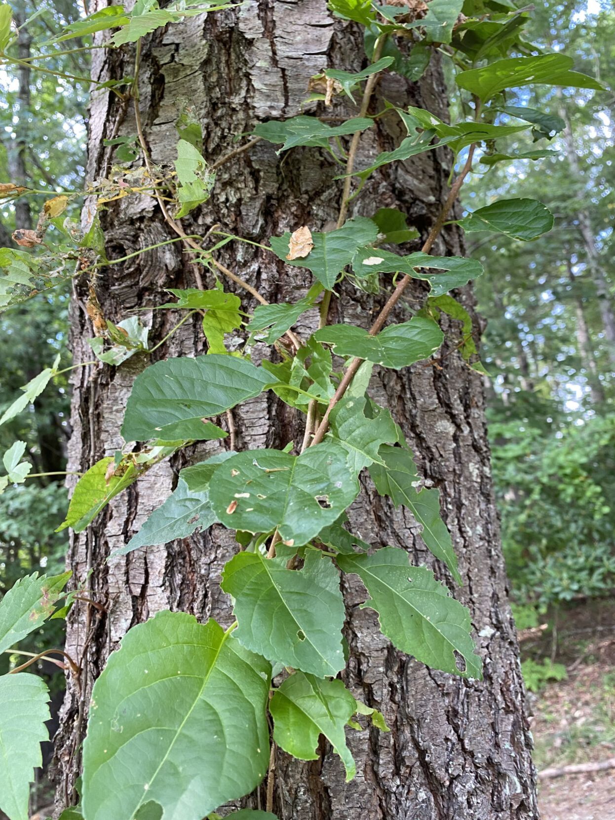 Unwanted Guest A Look At The Invasive Vining Plant In The High Country News Averyjournal Com