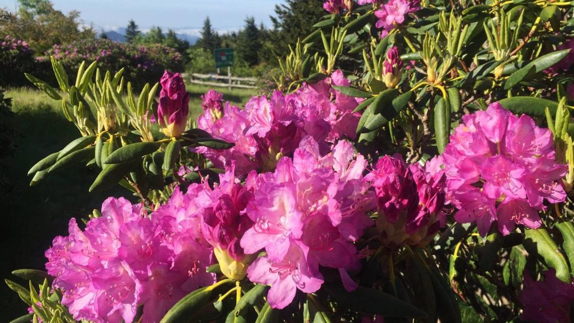 Roan Mountain Rhododendron Festival Announces Cancellation Due To Covid 19 News Alerts Averyjournal Com Roan Mountain Rhododendron Festival 2022