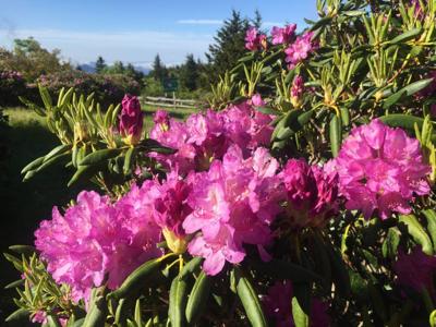 rhododendron roan canceled averyjournal