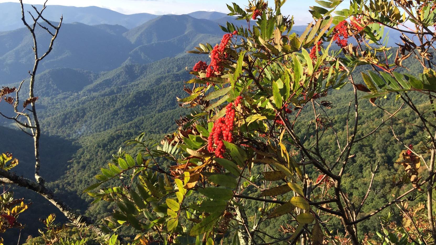 SAHC signs letter to accept donation of 7,500 acres in the Roan Highlands - Vimarsana News