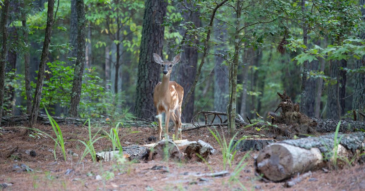 Wildlife Agency enacts new deer hunting opportunities to help manage deadly deer disease