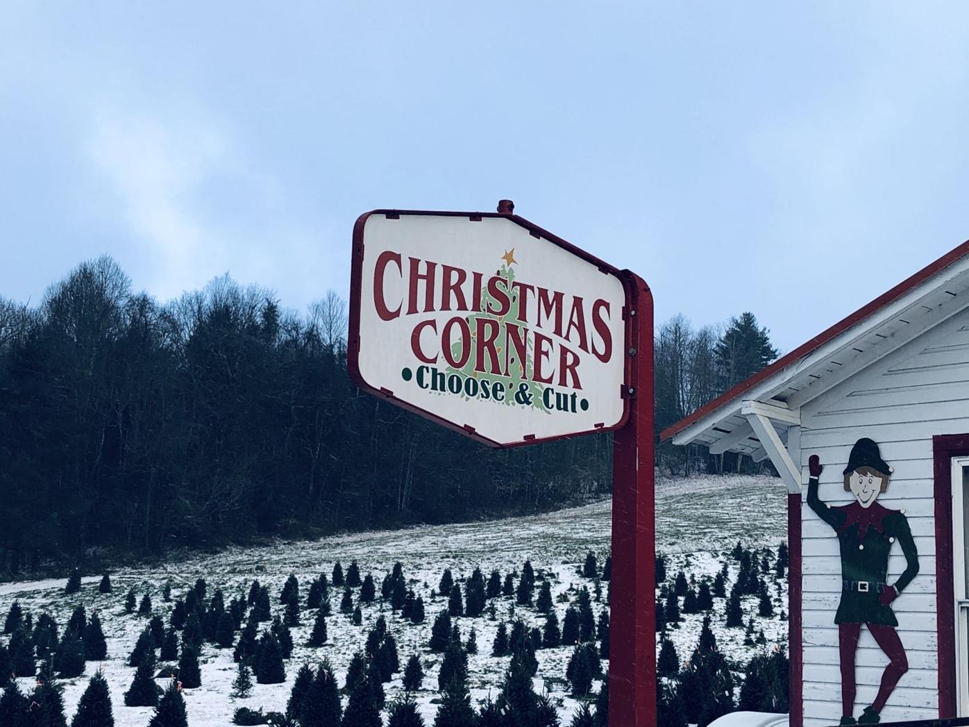 A Cut Above Choose And Cut Lots Offer Quality Christmas Trees News Averyjournal Com