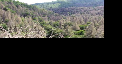 Toe Talk: Hemlock Restoration - A varied approach to a varied problem - Vimarsana News