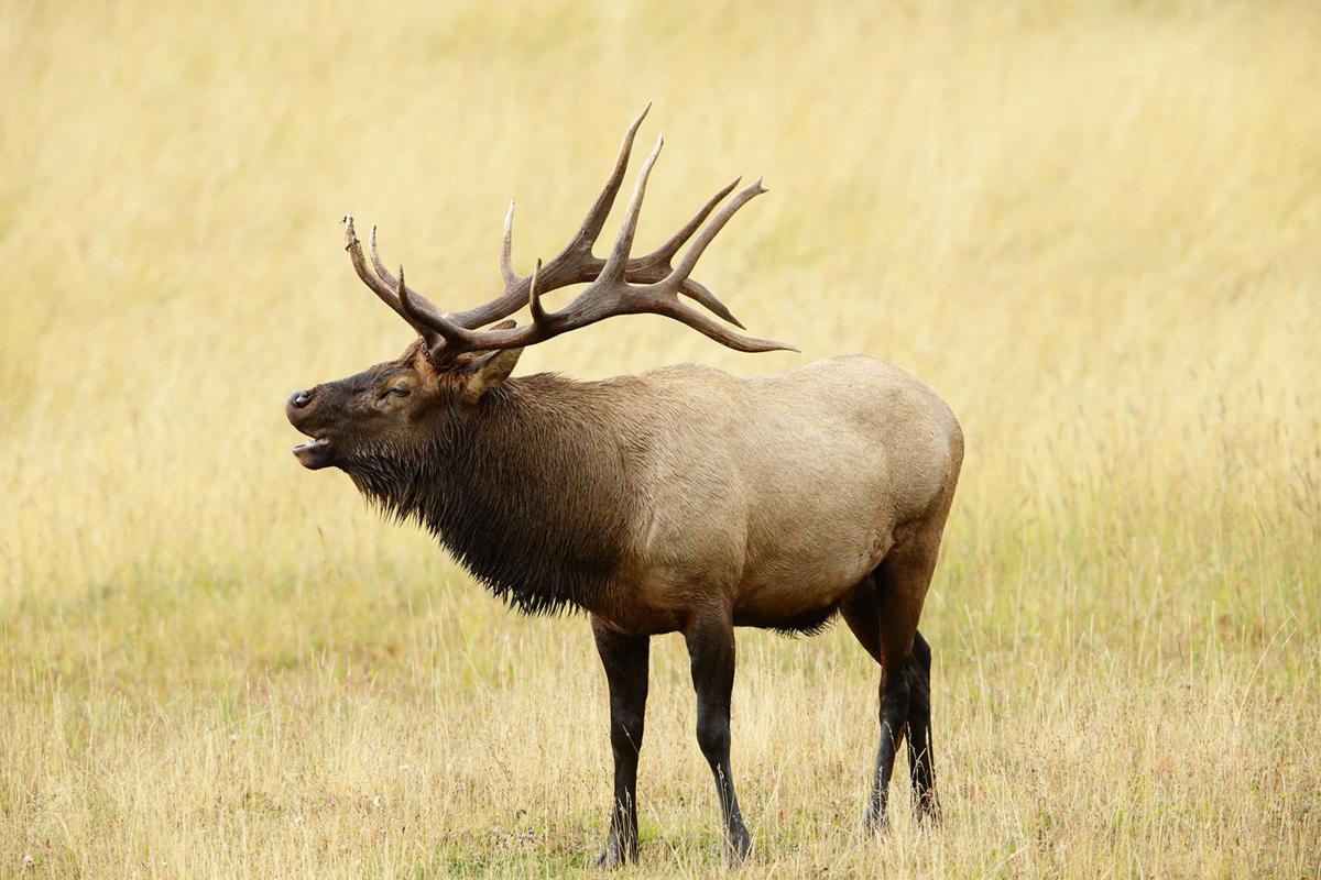 Elk Coming To Grandfather Mountain Naming Contest Begins Avery