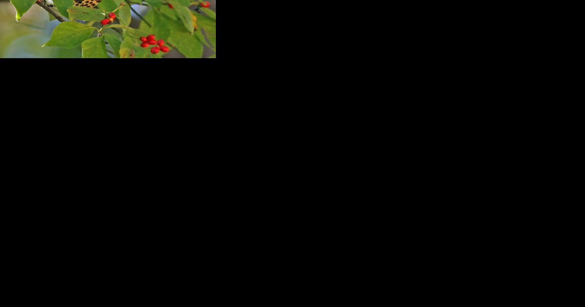 Oct. 17 to 23 designated as sixth annual North Carolina Native Plants Week - Vimarsana News