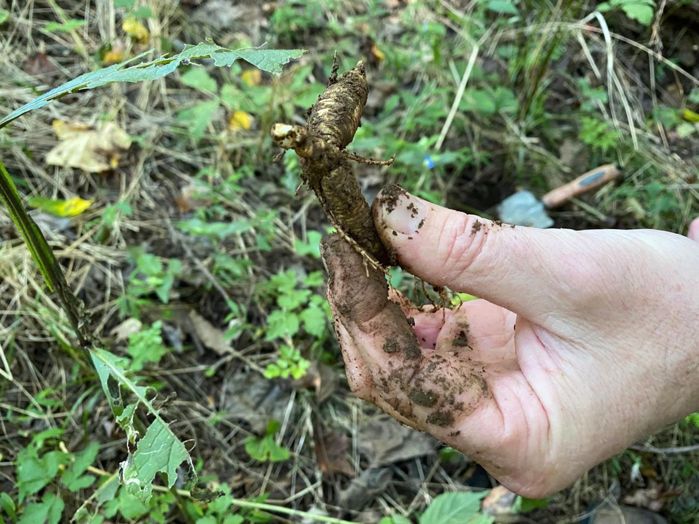 Ginseng Seed stratified treated half pound grow own roots