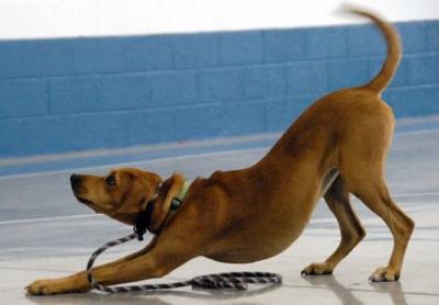 New Leash On Life To Graduate Latest Class News Averyjournal Com