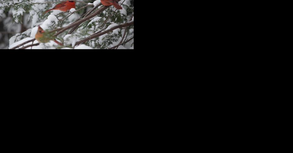 First day of winter arrives, frigid temperatures not far behind - Vimarsana News