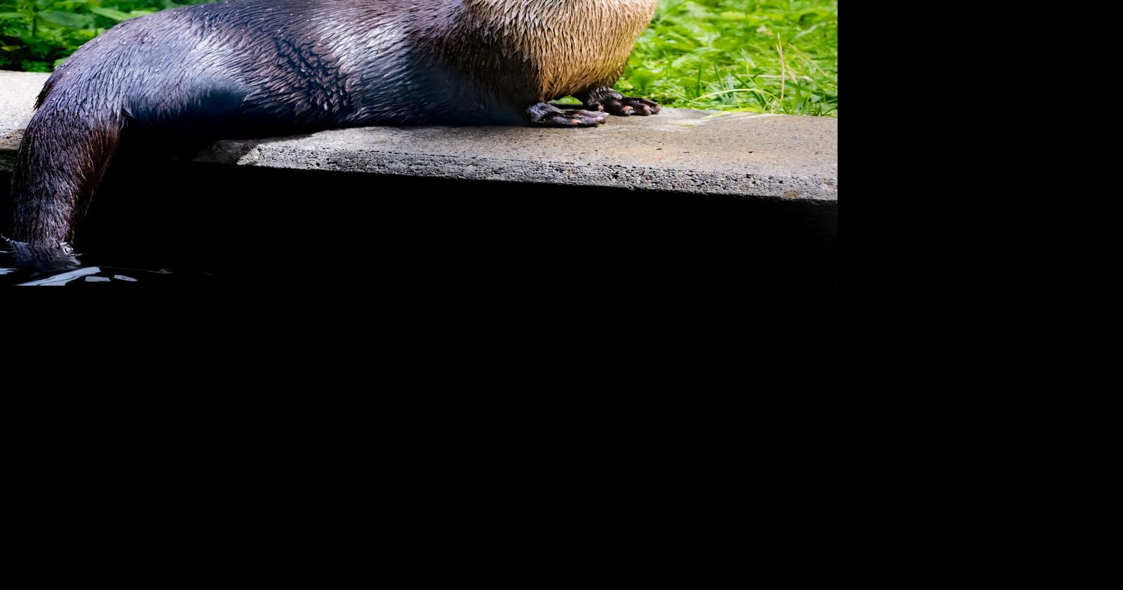 Grandfather Mountain welcomes Fig the river otter