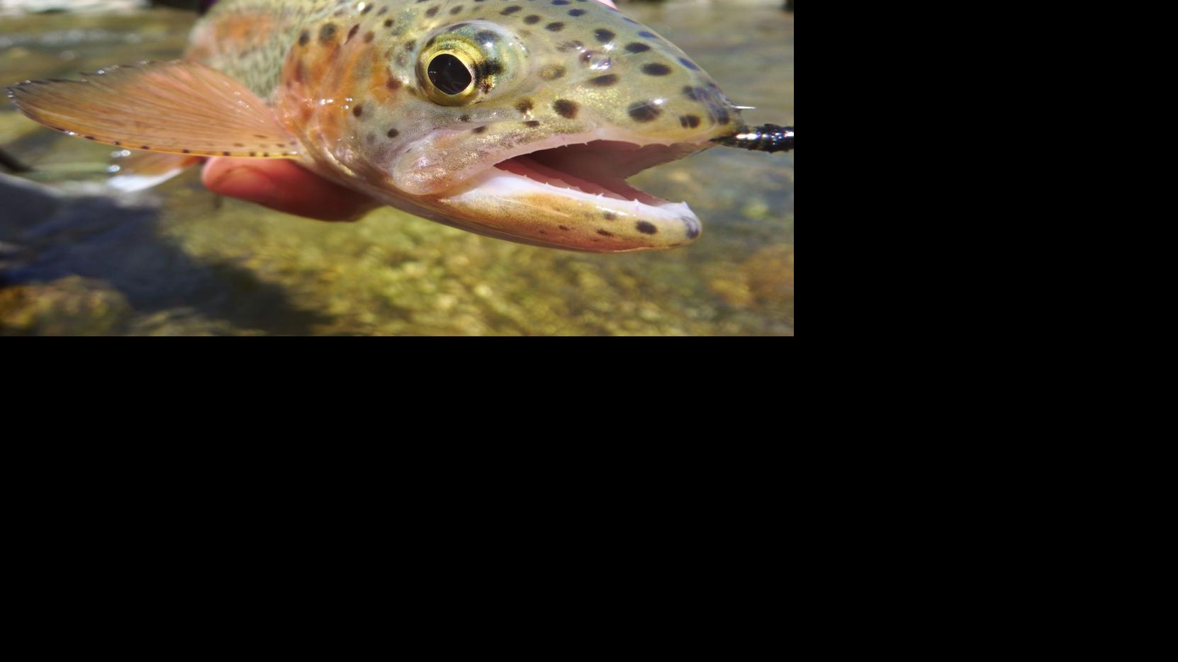 Fishing Bountiful Waters Await Averyjournal Com