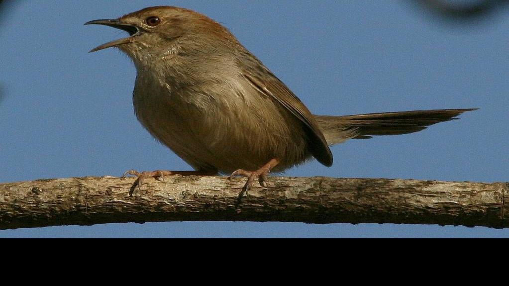 London Zoo: A bird's guide to cheating, monogamy, and Valentine&rsquo;s Day