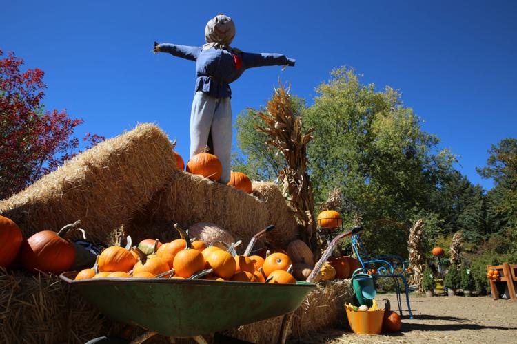 Study shows Halloween decorations are not a big priority in Arizona