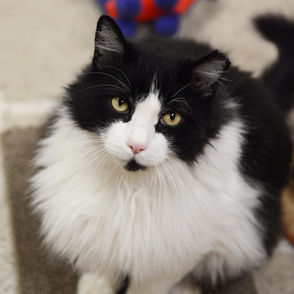 pongo