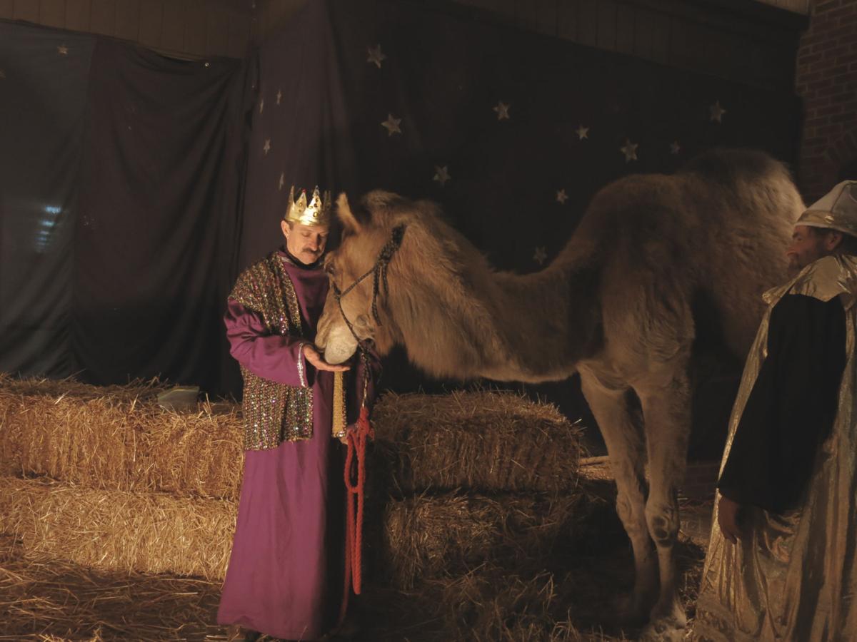 Christmas bonus Farm animals in demand for Nativity scenes