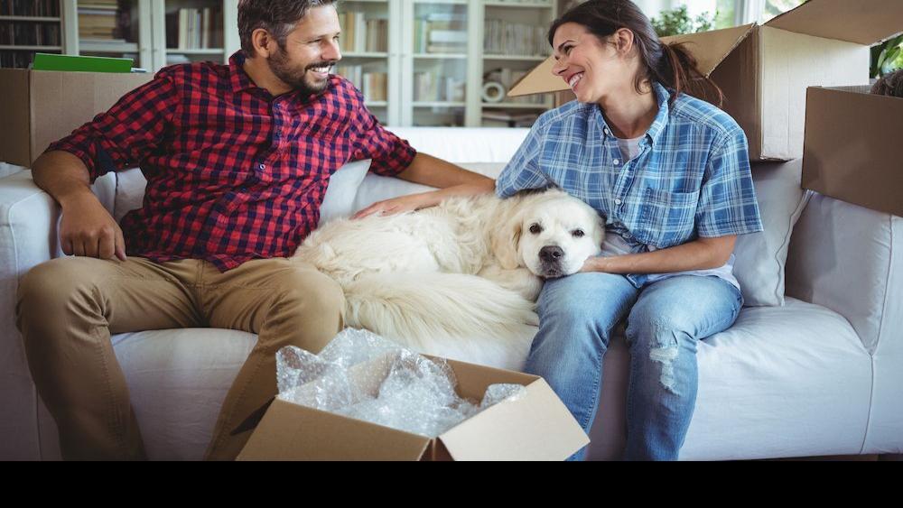 Moving with your furkid? Be sure to plan ahead!