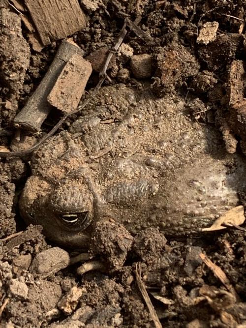 LFH-The toads are back.JPG