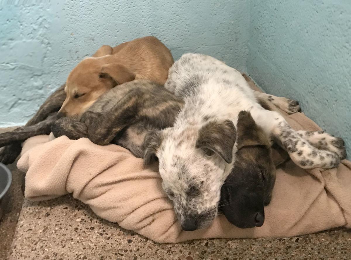 puppies