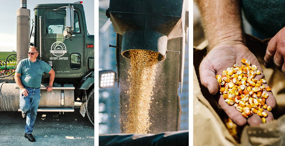 Janie's Farm Harold and corn