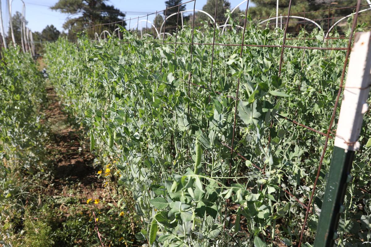 Drought Hits Local Farmers