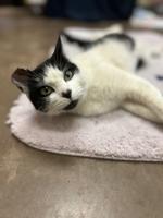 HCH Pet of the Week: Shannon