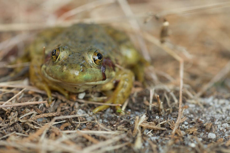 Invasive bullfrogs surge in Kachina Village-area pond | Local ...