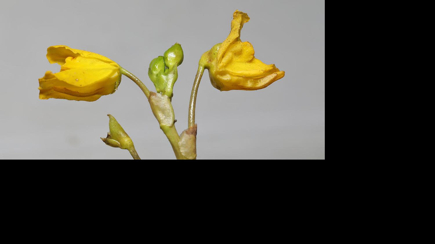 Ask a Ranger: The dreaded carnivorous bladderwort