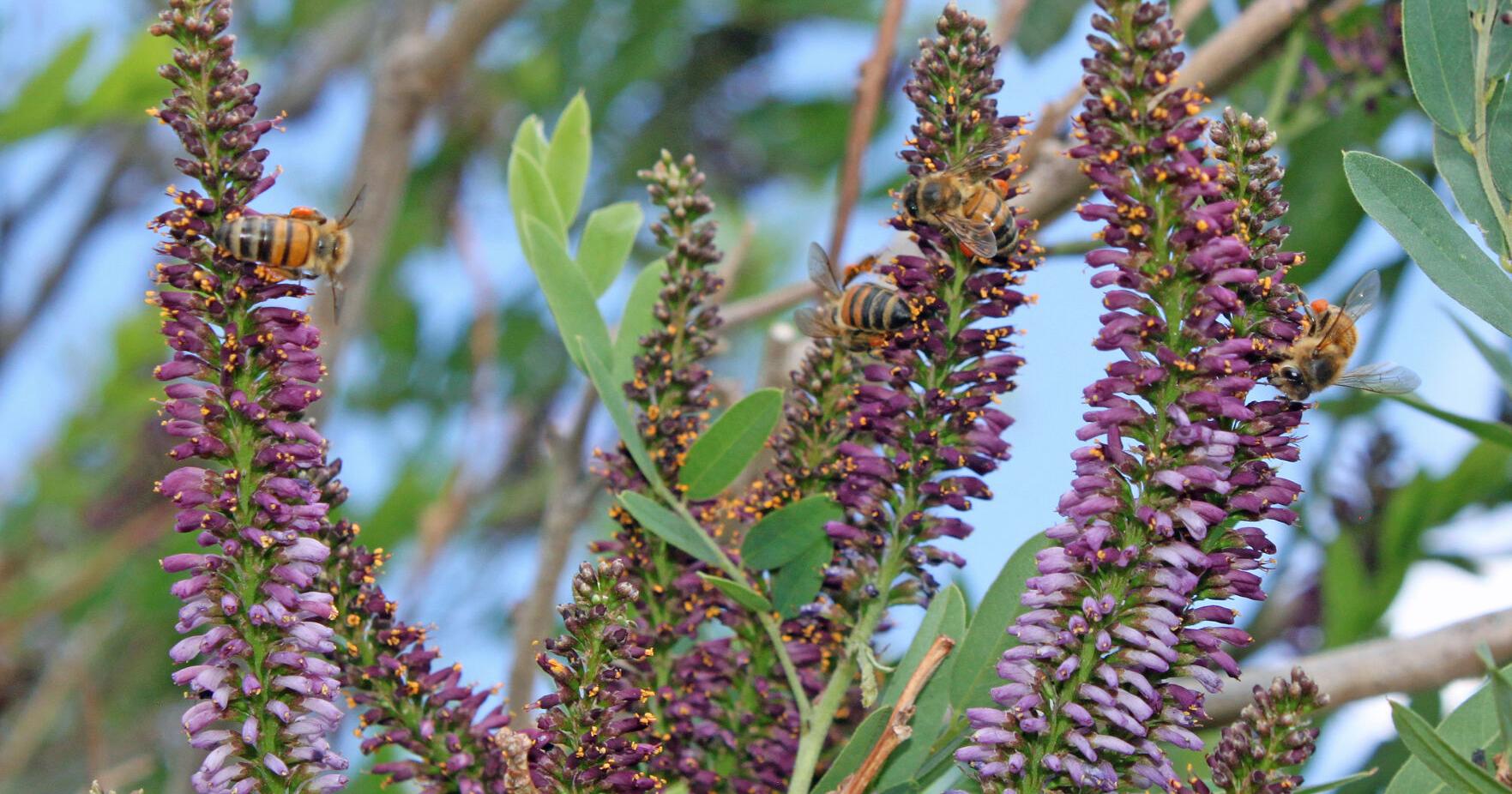 Gardening Etcetera: Colony Collapse Disorder, 2016 - Vimarsana News