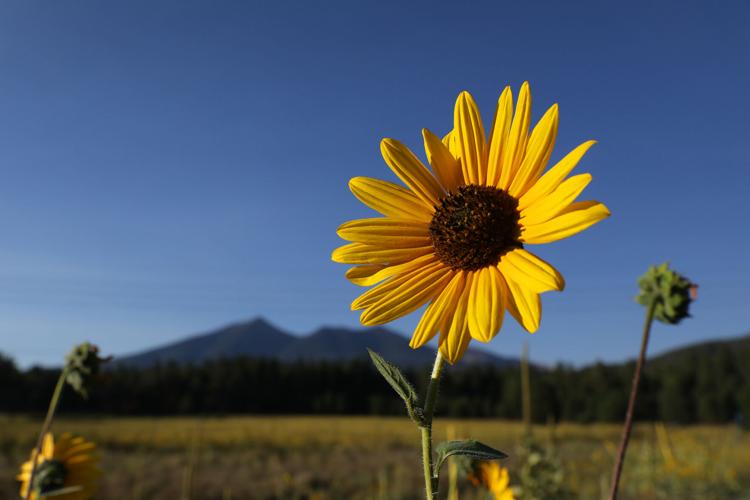 Gallery A sunflower's time to shine in Flagstaff Local News