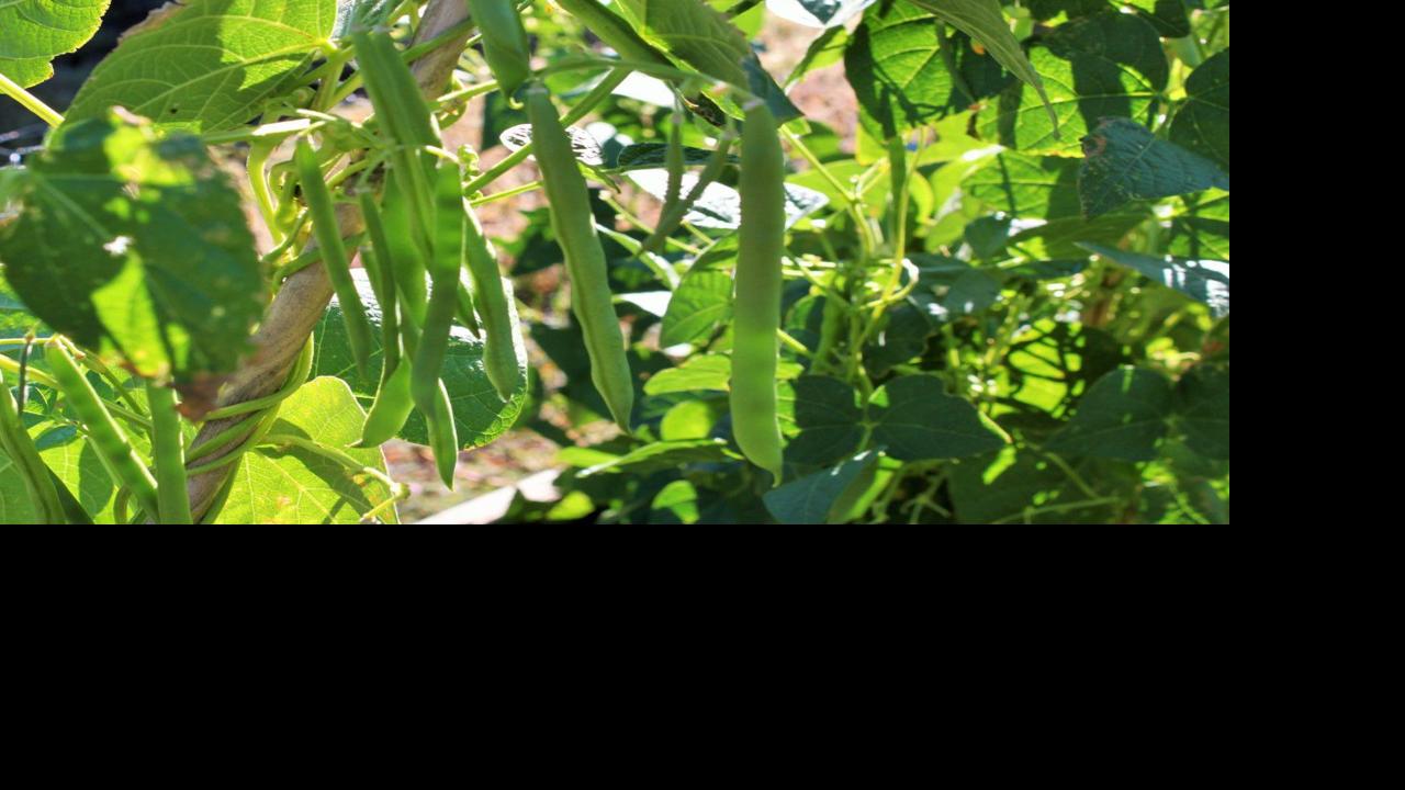 Gardening Etcetera: Turns out, a lot amounts from a hill of beans