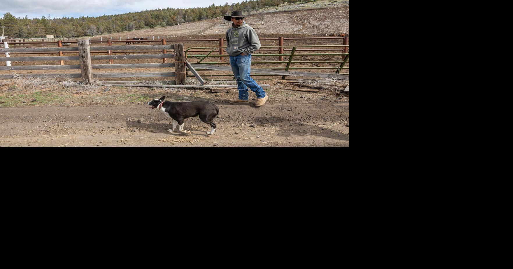 California wolves are on the comeback and eating cattle. Ranchers say ...