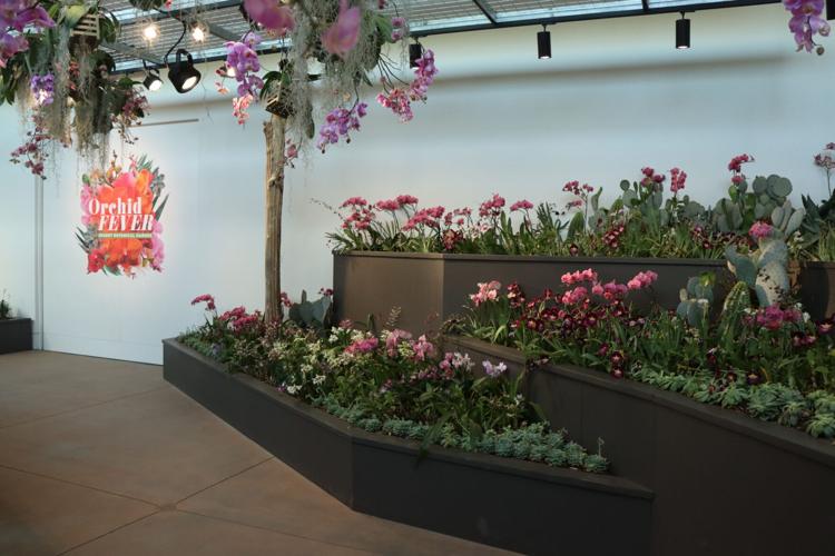Orchid Exhibit