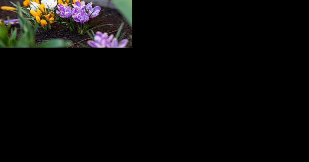 Why are hummingbird numbers declining? - Vimarsana News