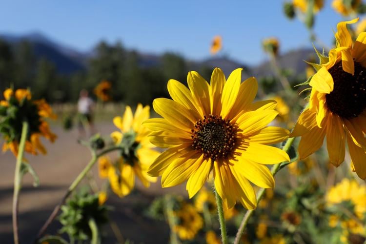 Gallery A sunflower's time to shine in Flagstaff Local News