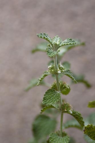 Horehound ┬⌐Christine Maxa.jpg
