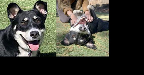 CHA Pet of the Week: Rio - Vimarsana News