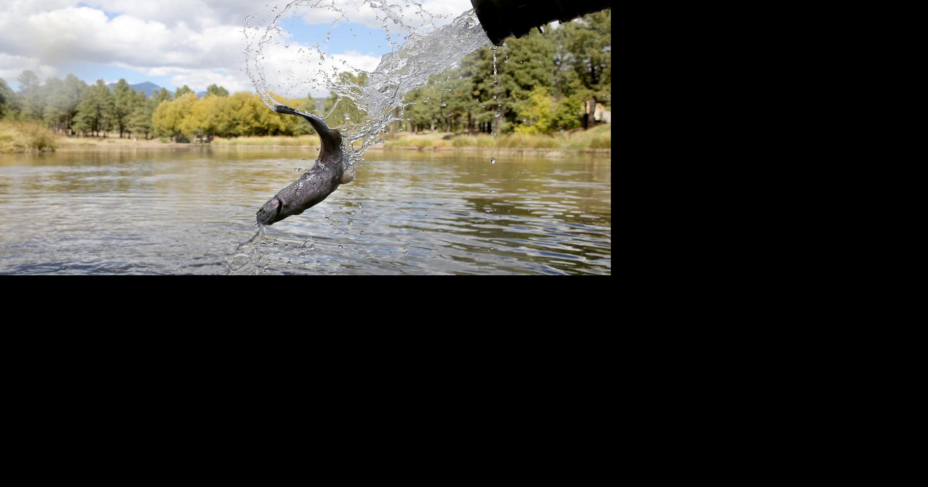Wolf's Den: Fish stocking: How it works, what to know | Columnists ...