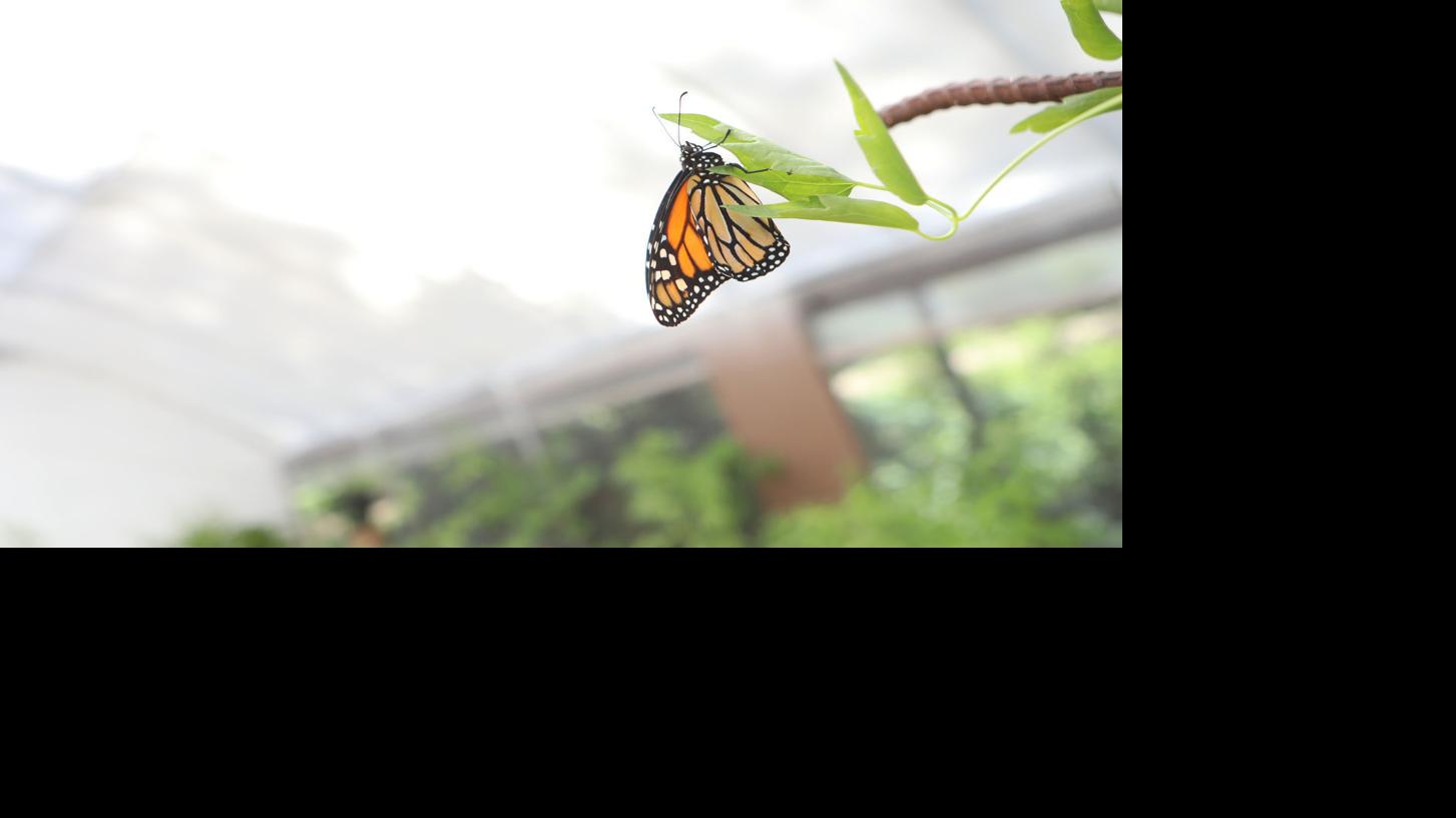 Community: Arboretum at Flagstaff preparing for 39th season