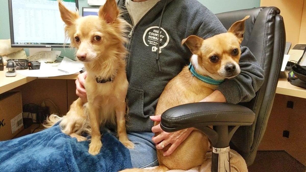 pets of week