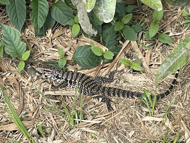Tegu