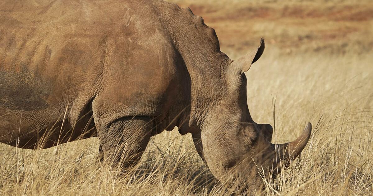 EarthTalk: Situation of rhino populations might be looking up - Vimarsana News